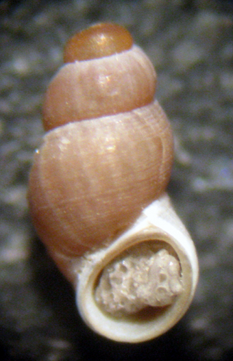 Nodulus contortus