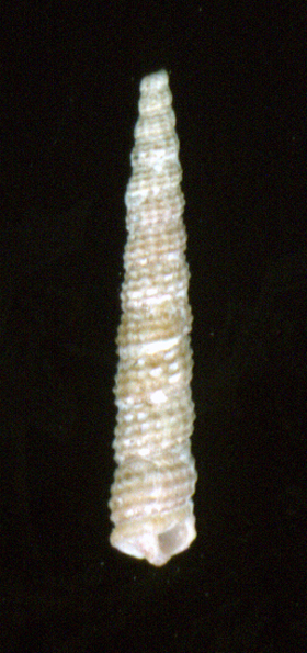 Metaxia metaxa