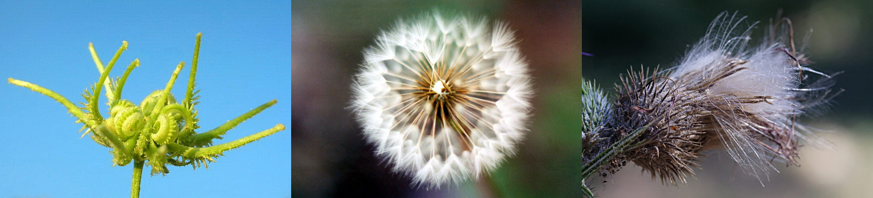 Famiglia ASTERACEAE e Genere Centaurea