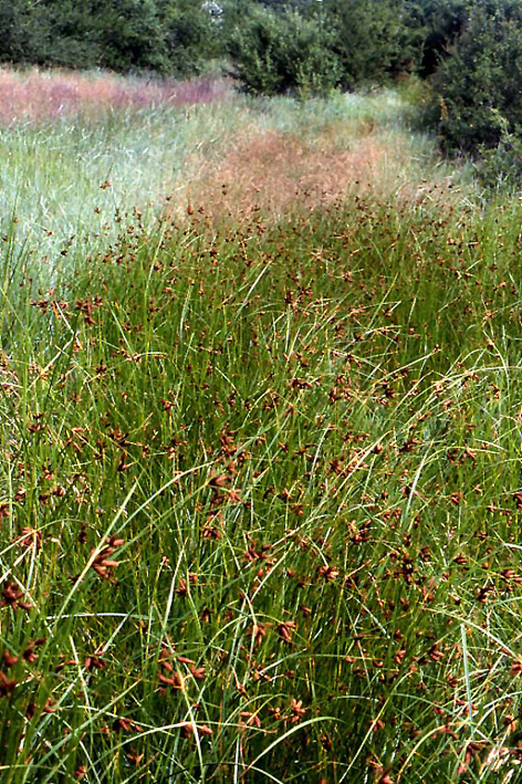 Bolboschoenus maritimus