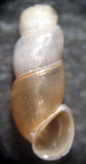 Truncatella subcylindrica