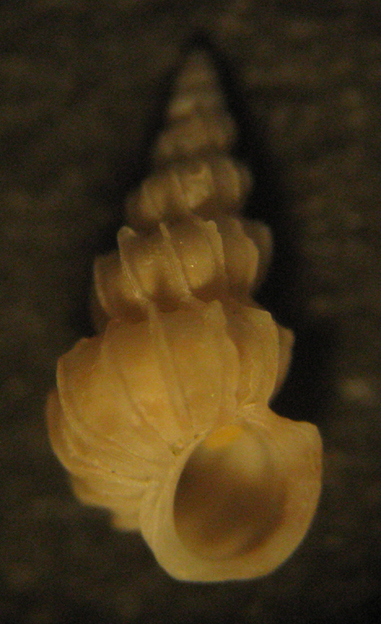 Fotografia al microscopio