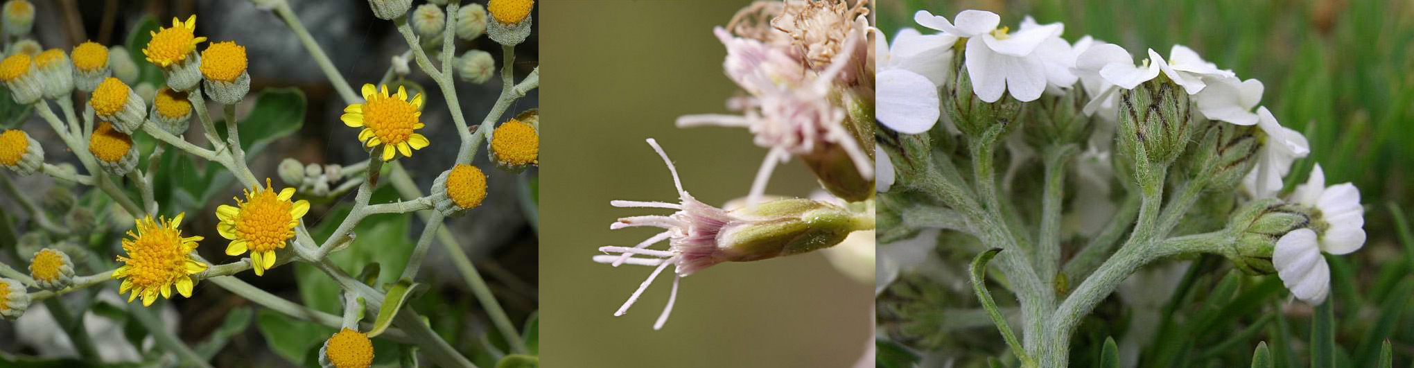 Famiglia ASTERACEAE e Genere Centaurea