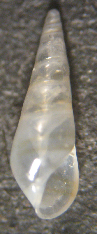 Fotografia al microscopio