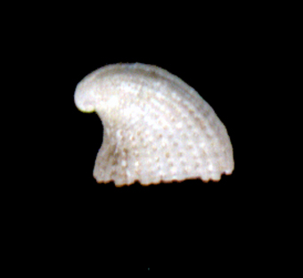 Emarginula punctulum