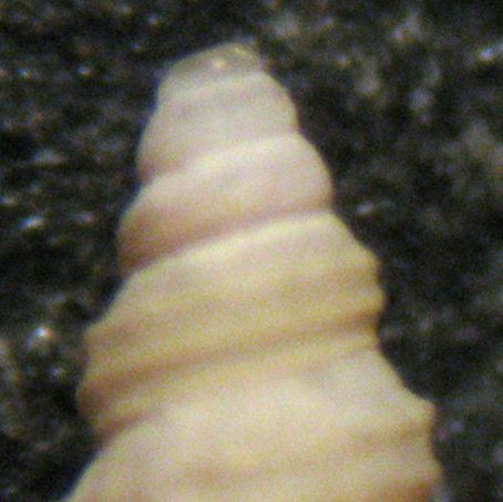 Cerithidium submamillatum Ortona -80 mt (43)