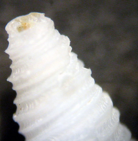 Microdrillia loprestiana