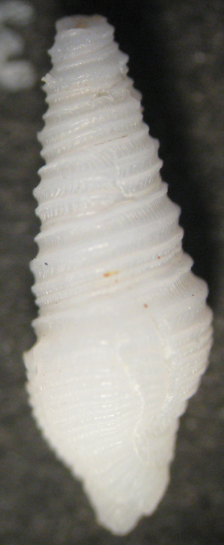 Microdrillia loprestiana