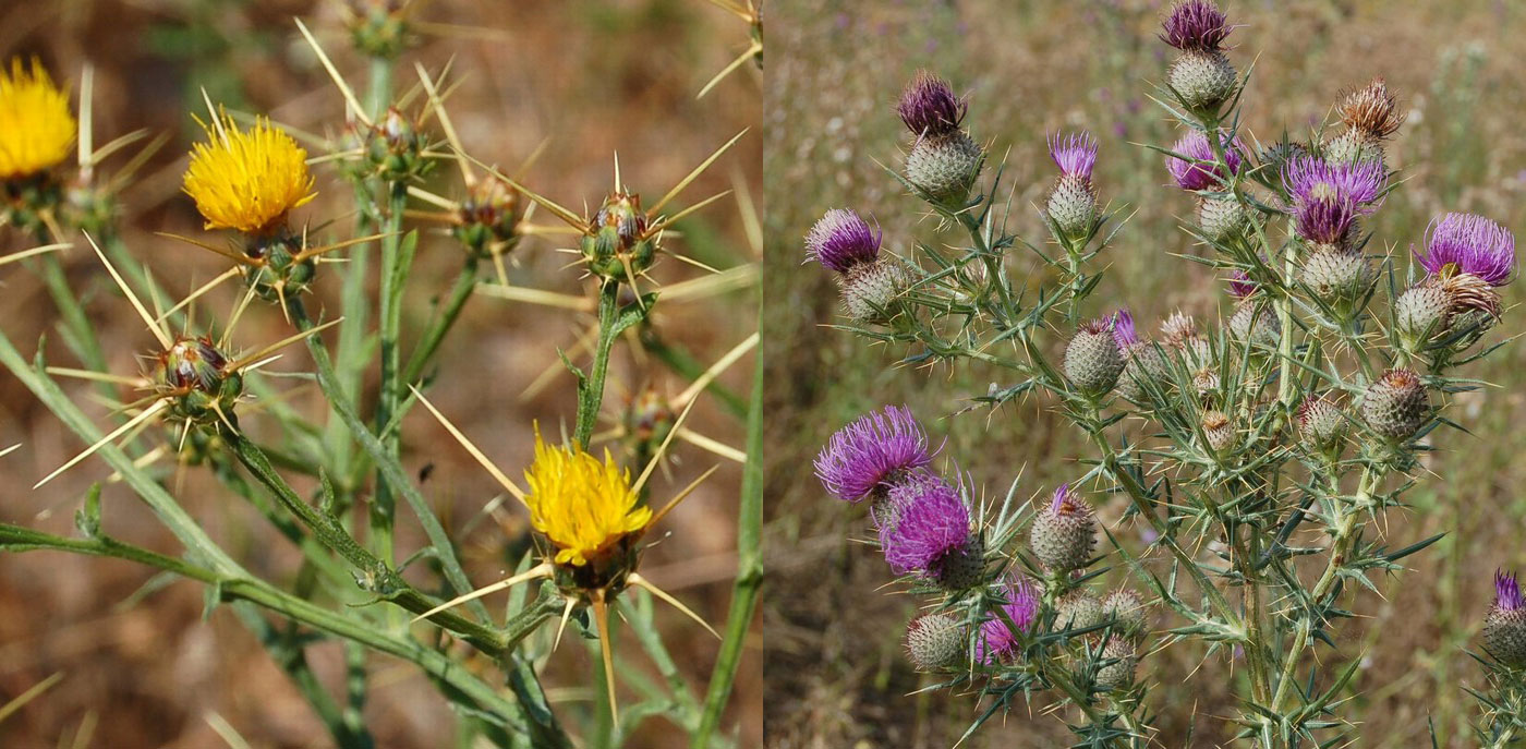 Famiglia ASTERACEAE e Genere Centaurea