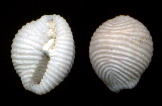 Trivia arctica