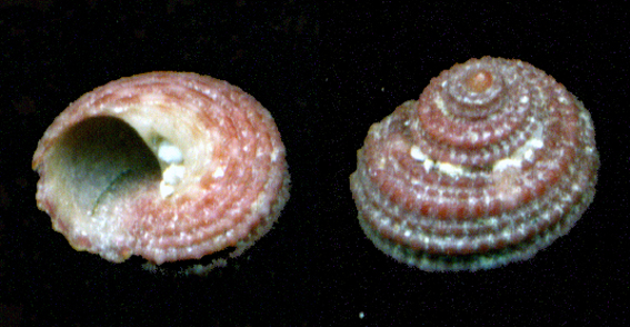 Calnculus sp. juv.