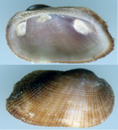 Coralligeno Scilla -50 mt (nr.53)