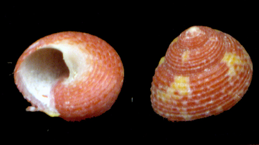 Gibbula turbinoides