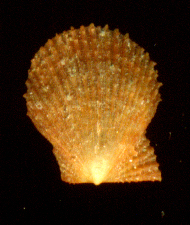 Chlamys varia