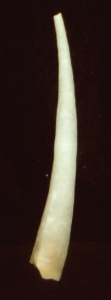 Coralligeno Scilla -50 mt (nr.57)