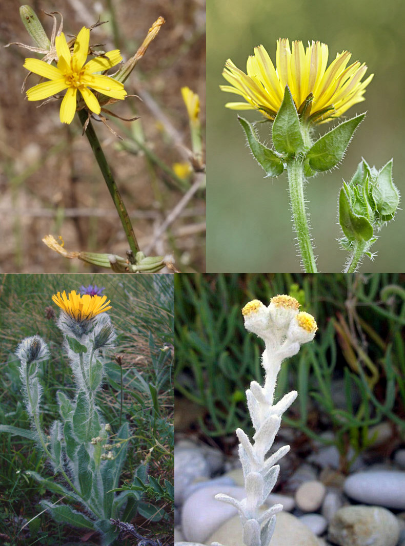 Famiglia ASTERACEAE e Genere Centaurea