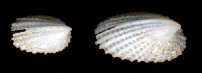 Emarginula octaviana