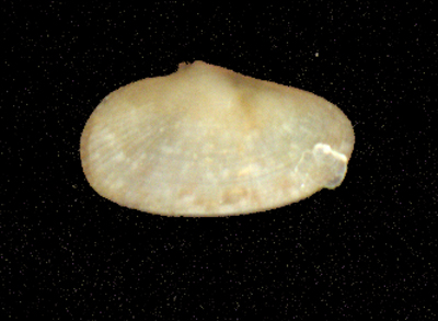 Gari costulata