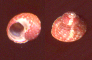 Gibbula turbinoides