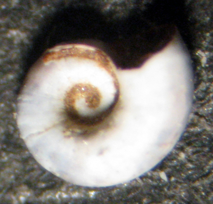 Delta del Po - spiaggiata (8)