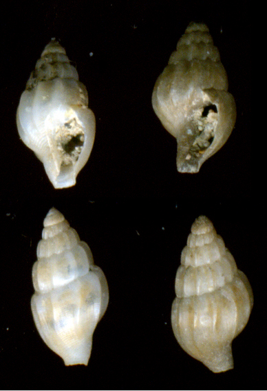 Amphissa acutocostata