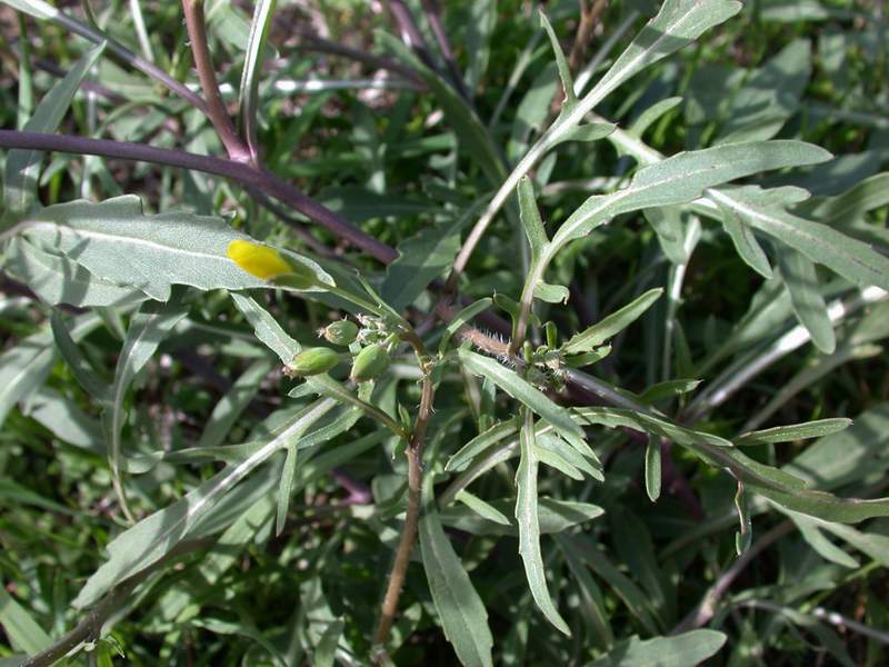 Famiglia BRASSICACEAE