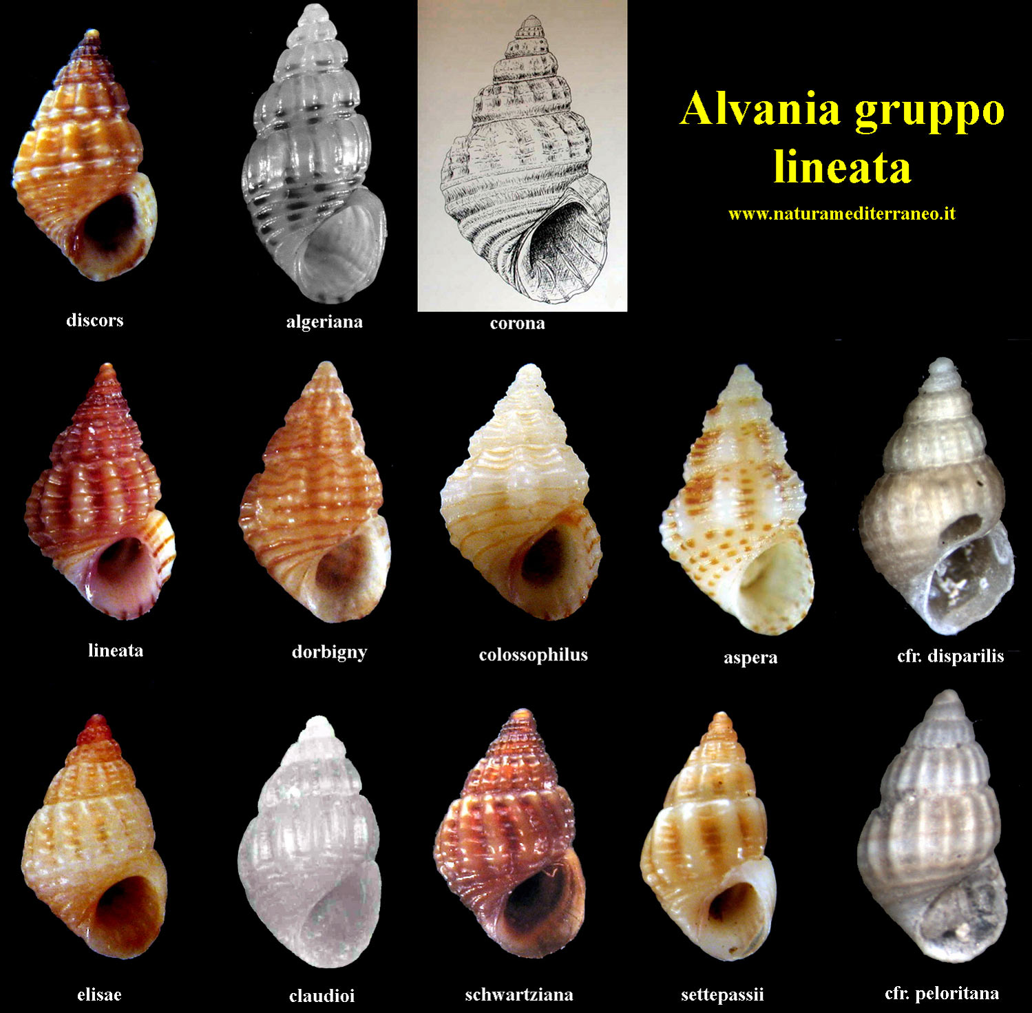 Rissoidae nel Mediterraneo: Genere Alvania