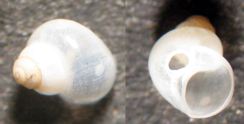 Tirreno centrale -400 mt (18)