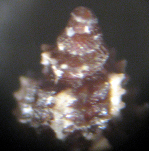 Coralligeno Scilla -50 mt (nr.1)