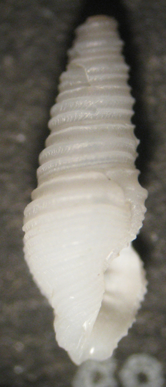 Microdrillia loprestiana