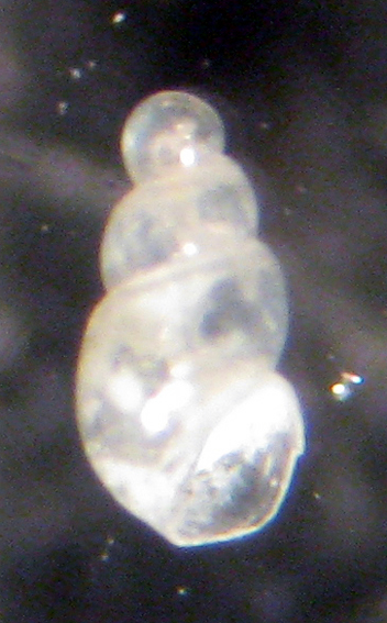 Djerba...piccolissimi