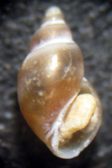 Trapani - spiaggia (42)