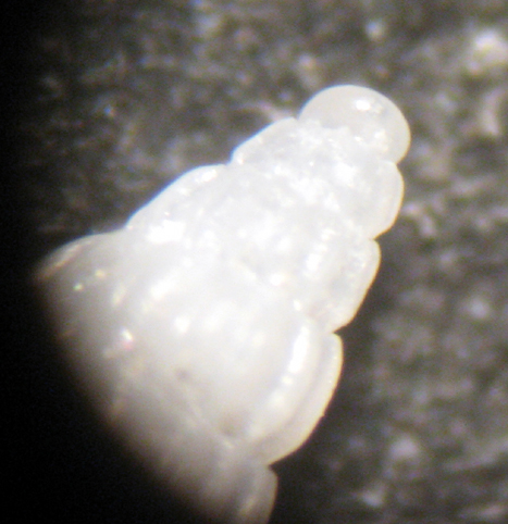 Trapani - spiaggia (442)