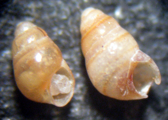 Eatonina cossurae