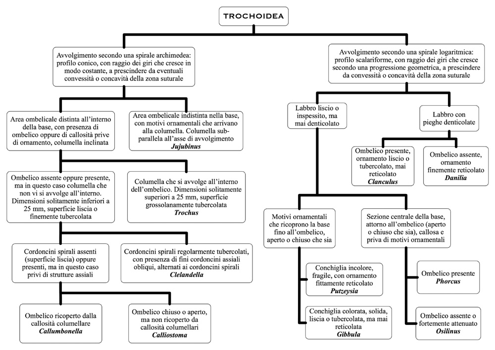 Esercizio sui Trochoidea