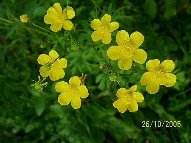 Famiglia RANUNCULACEAE