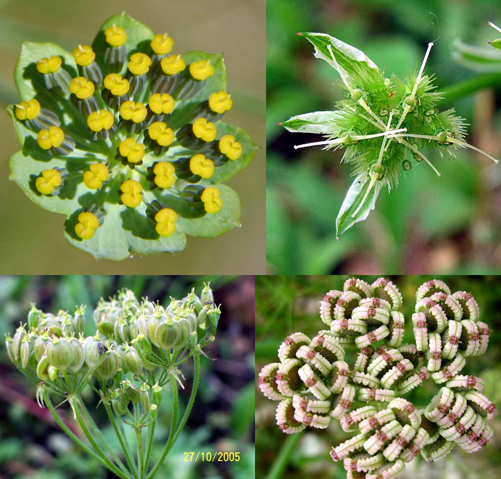 Famiglia APIACEAE