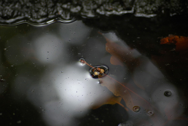 Autunno e ... filtri