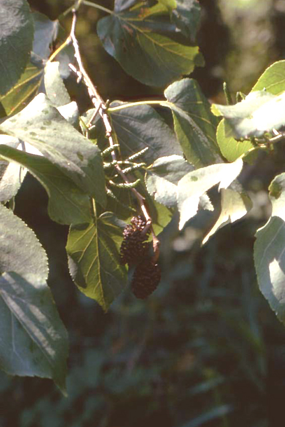 Alnus cordata / Ontano napoletano