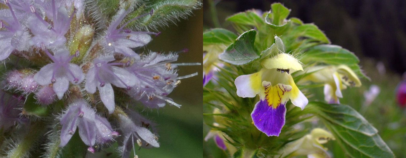 Famiglia LAMIACEAE