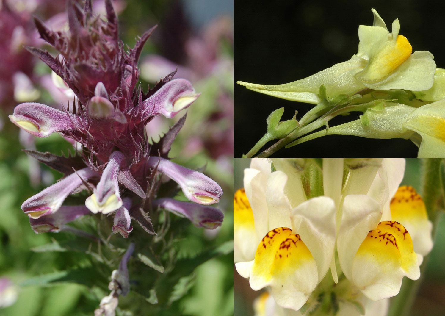 Famiglia SCROPHULARIACEAE