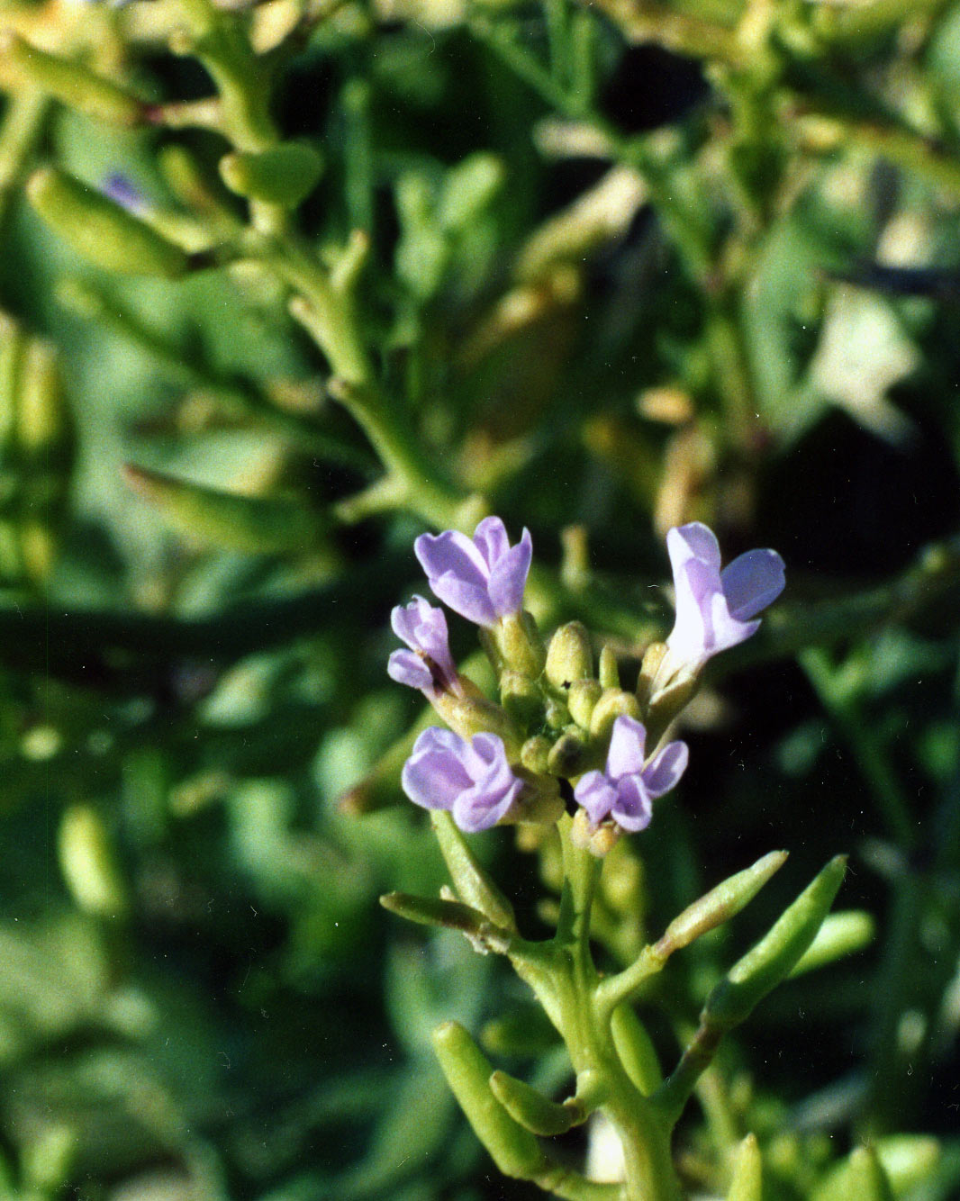 Cakile maritima / Ravastrello maritimo