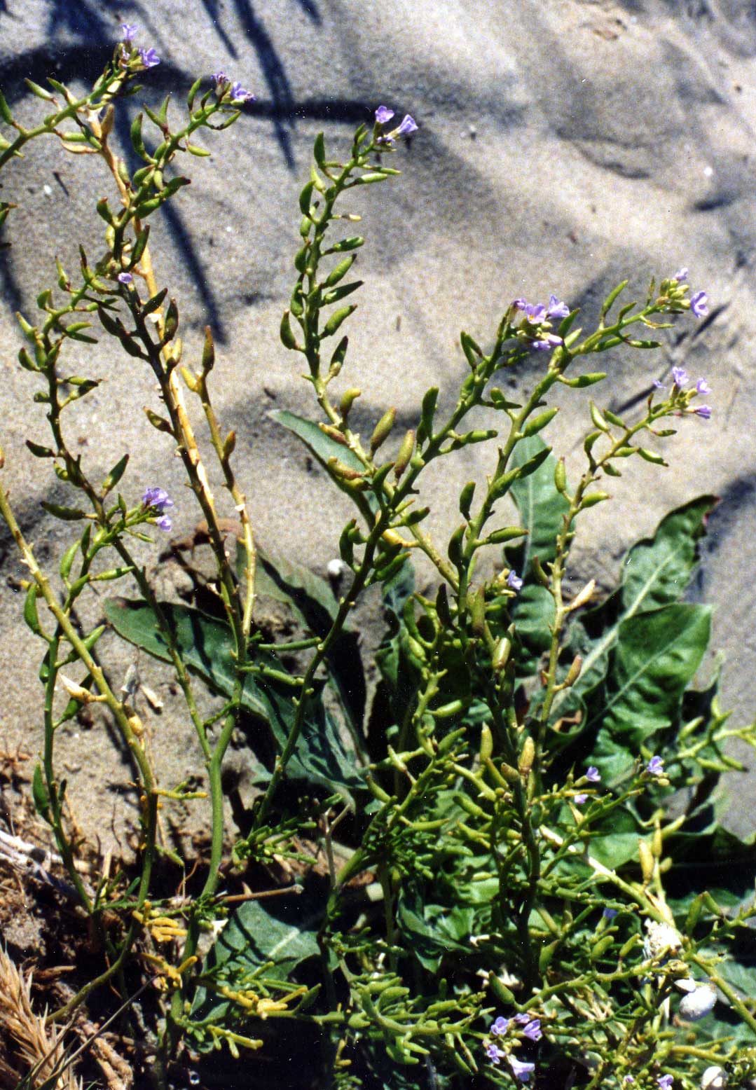 Cakile maritima / Ravastrello maritimo