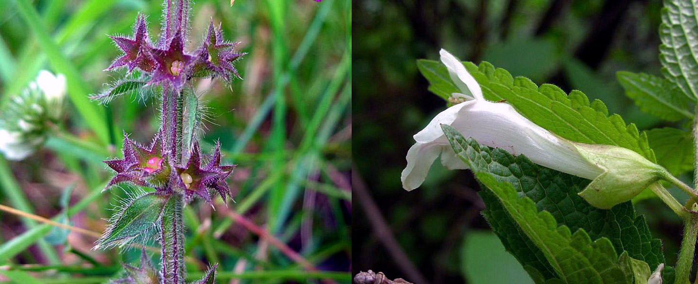 Famiglia LAMIACEAE