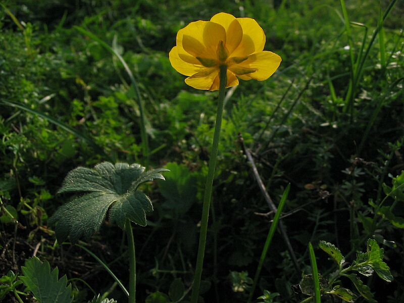 Famiglia RANUNCULACEAE