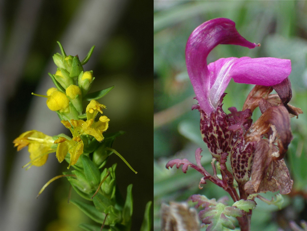 Famiglia SCROPHULARIACEAE