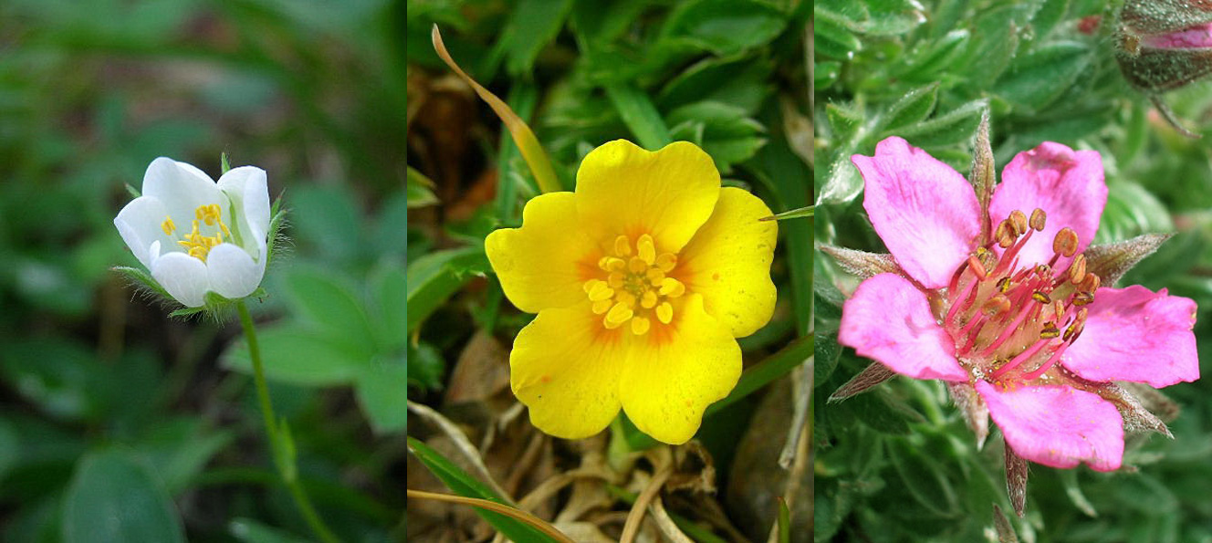 Famiglia ROSACEAE - Genere Rosa e Potentilla