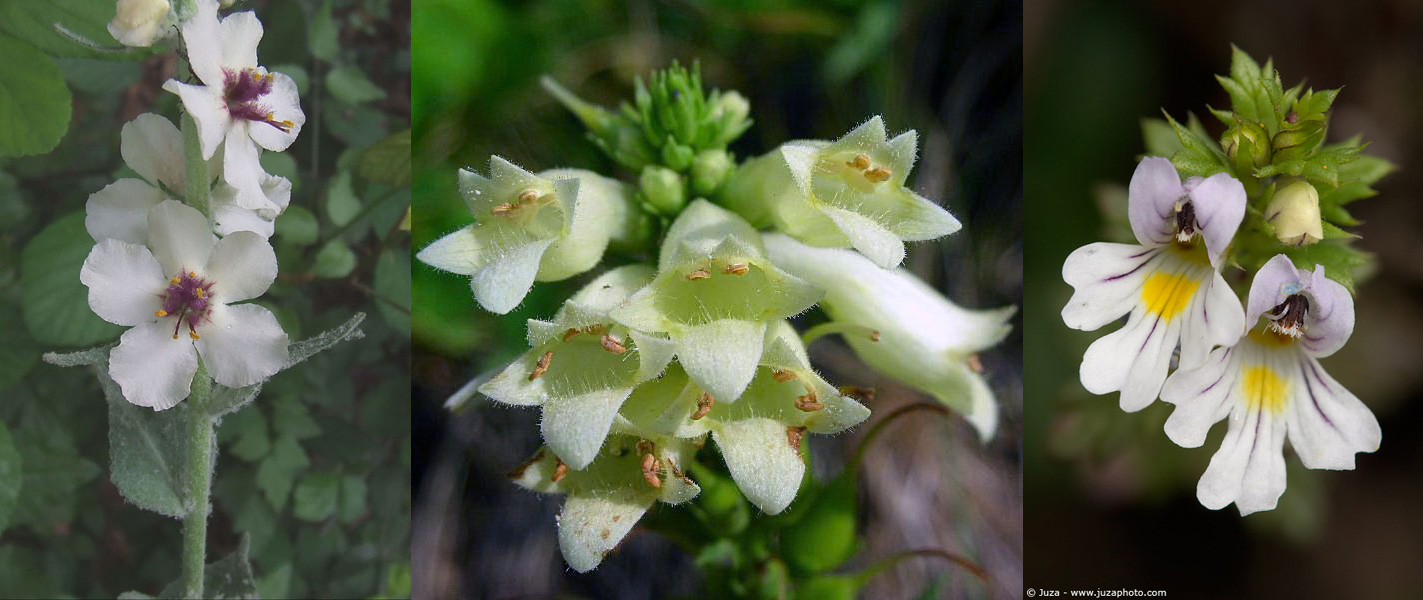 Famiglia SCROPHULARIACEAE