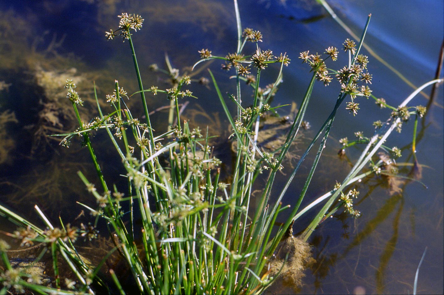 Cyperus fuscus / Zigolo nero