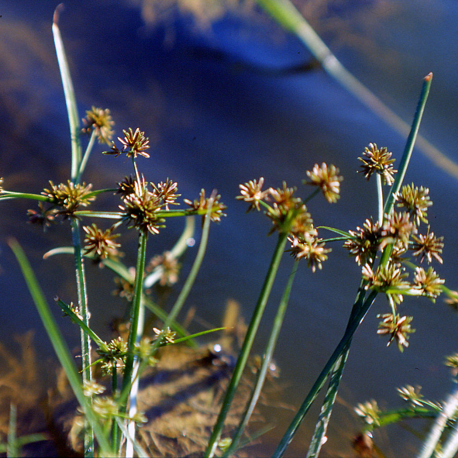 Cyperus fuscus / Zigolo nero